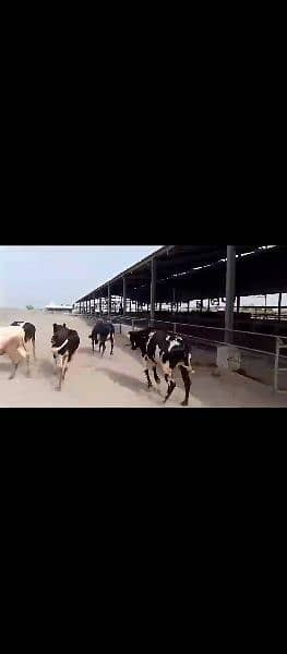 Cross breed and pure breed Cows and Heifers in Faisalabad 1