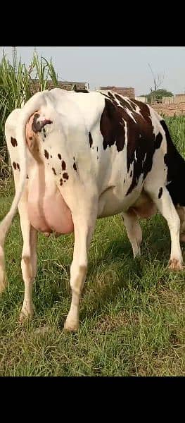 Cross breed and pure breed Cows and Heifers in Faisalabad 2