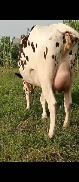 Cross breed and pure breed Cows and Heifers in Faisalabad 3