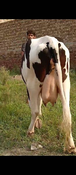 Cross breed and pure breed Cows and Heifers in Faisalabad 5