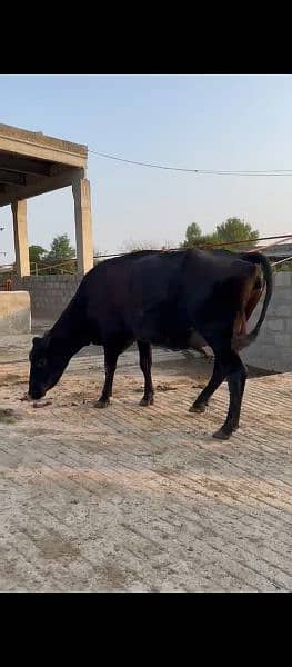 Cross breed and pure breed Cows and Heifers in Faisalabad 6