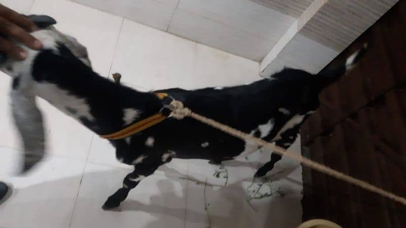 10 months old goat for sale (Donda) 0