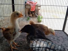 Rir, Misri & Aseel chicks available