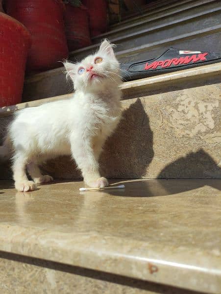 Persian cat for sale 0