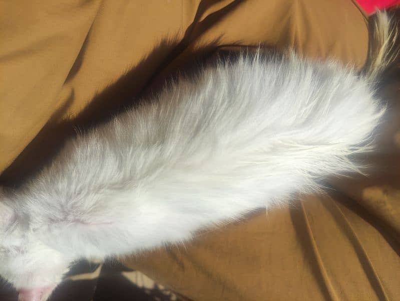 Persian cat for sale 2