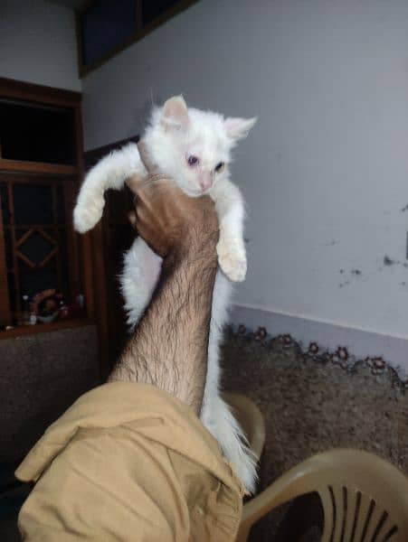 Persian cat for sale 5