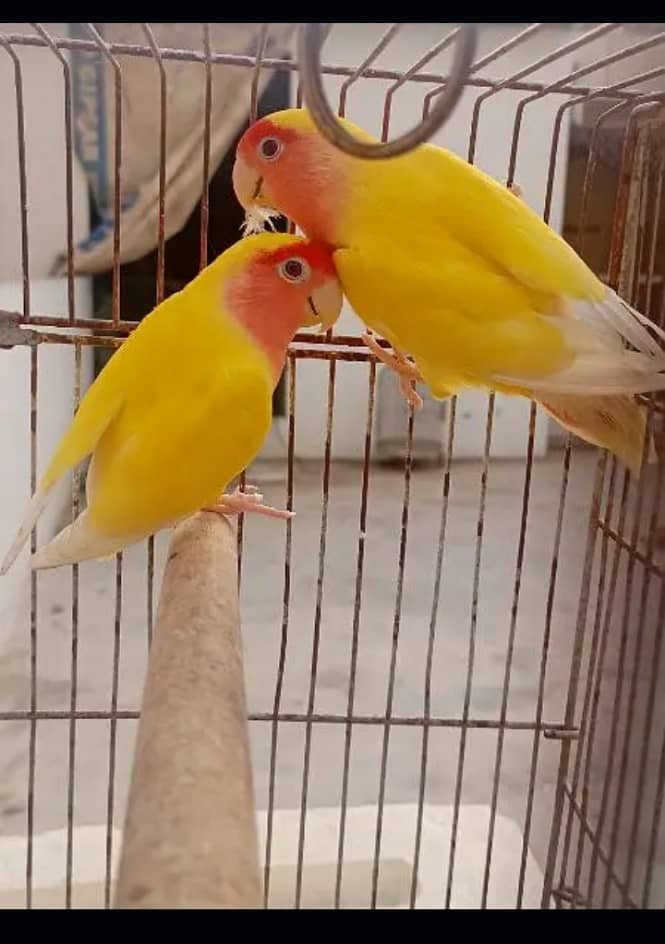 LOVE BIRDS BREEDER PAIR 0