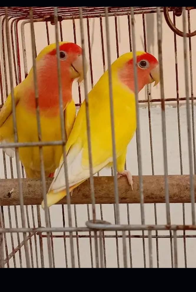 LOVE BIRDS BREEDER PAIR 1