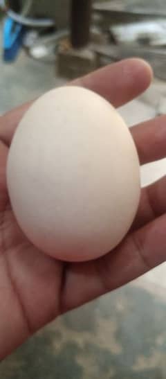 Aseel  eggs