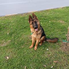 German shepherd for sale / puppy / GSD pup / german shepherd 0