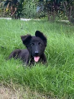 black german shepherd