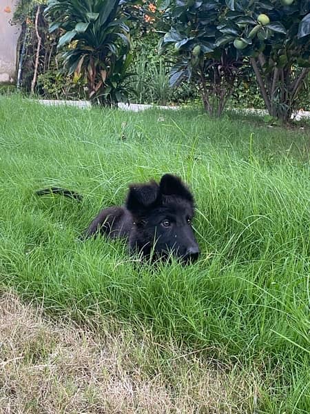 black german shepherd 2