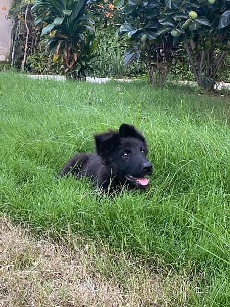 black german shepherd 3