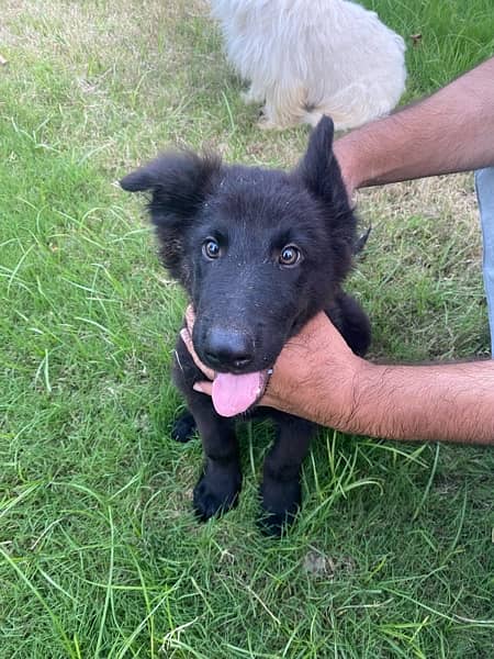 black german shepherd 4