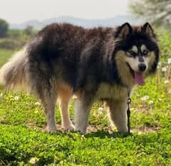 husky for stud rawalpindi islamabad 0