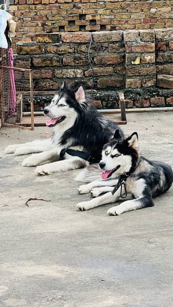 husky for stud rawalpindi islamabad 1