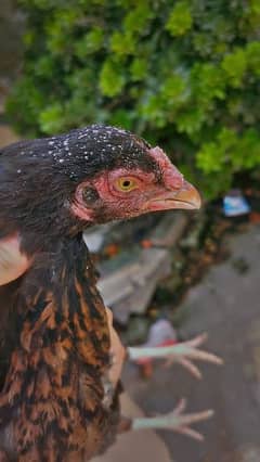 aseel hen female 1 sindi or 1 aseel yellow eyes demand 8k