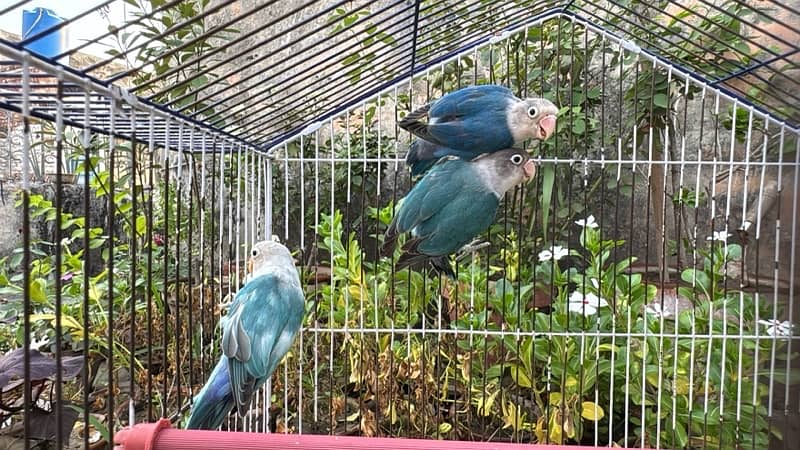 Lovebirds albino parblue splitino blue fishri ino cocktails 2