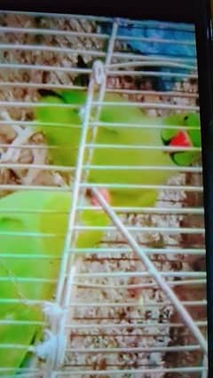 Indian ringneck pair