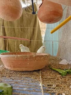 8 Budgie Chicks Are Sale