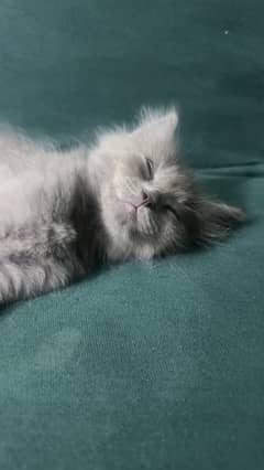 persian kitten available