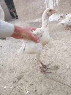 Hight Quality chicks and aseel available