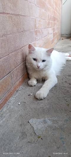 double code male Persian cat (blue eyes)