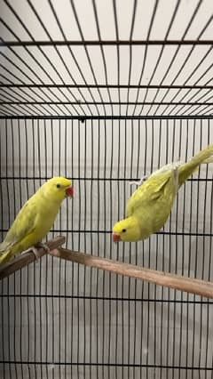 Yellow Palid Ringneck