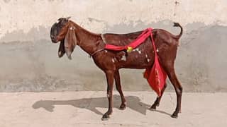 pure desi bakri for sale WhatsApp number 0327=47=26=289=