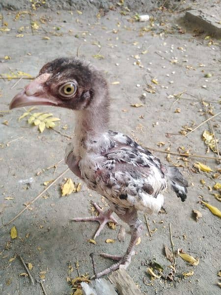 pure aseel mianwali breed chicks for sale age 2.5 months 1