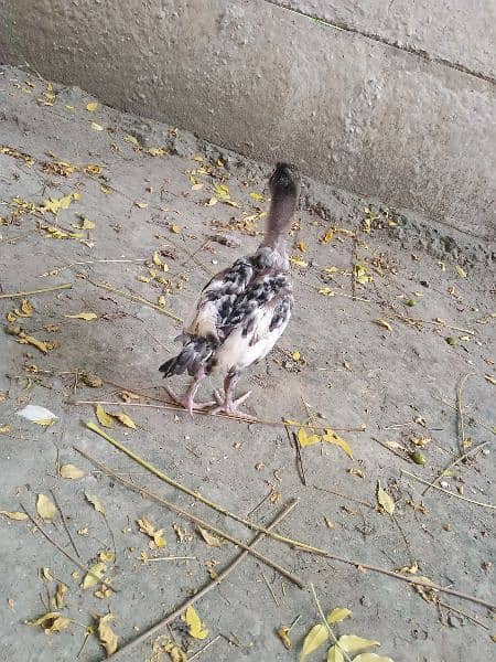 pure aseel mianwali breed chicks for sale age 2.5 months 3