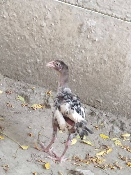 pure aseel mianwali breed chicks for sale age 2.5 months 4