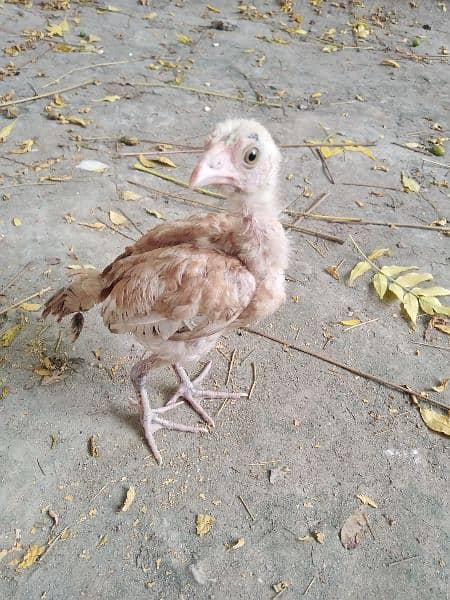 pure aseel mianwali breed chicks for sale age 2.5 months 5