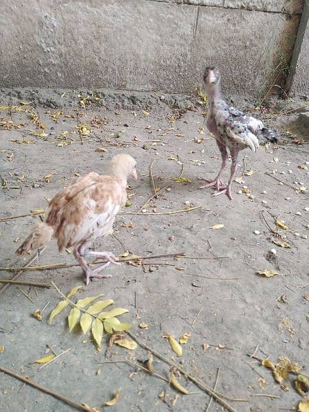 pure aseel mianwali breed chicks for sale age 2.5 months 6