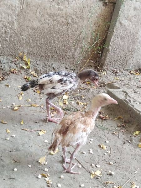 pure aseel mianwali breed chicks for sale age 2.5 months 7