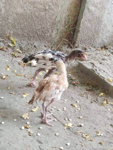 pure aseel mianwali breed chicks for sale age 2.5 months 8