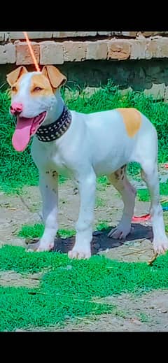 Kohati gultair | Dog | gultair for sale