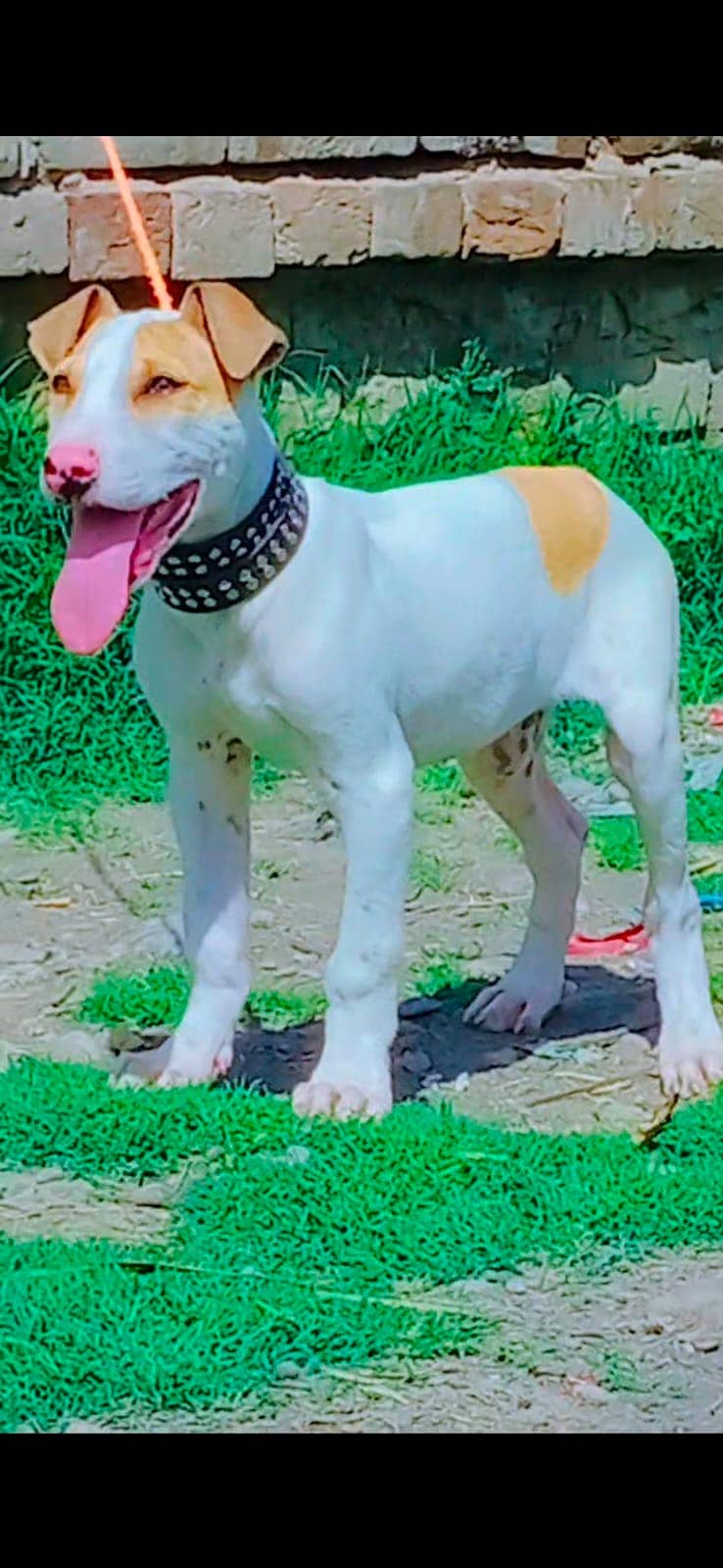 Kohati gultair | Dog | gultair for sale 0