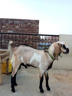 Tedi and Desi Cross Male Goat 0