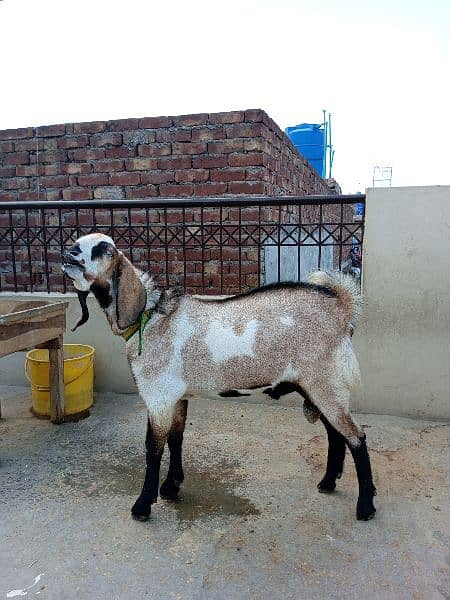 Tedi and Desi Cross Male Goat 1