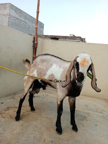 Tedi and Desi Cross Male Goat 4