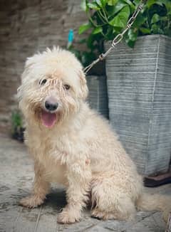 poodle dog male