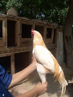 breeder male 03133636970 only WhatsApp