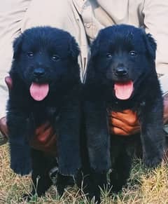 black German Shepherd puppie for sale