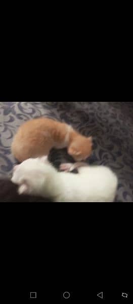 kittens for sale 15days age white color two browns or black color 1