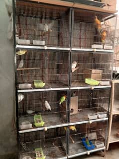 All Birds Setup For Sale 0