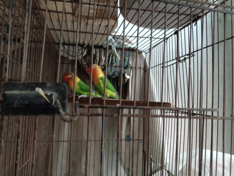 All Birds Setup For Sale 1