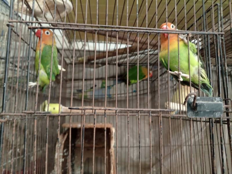 All Birds Setup For Sale 3