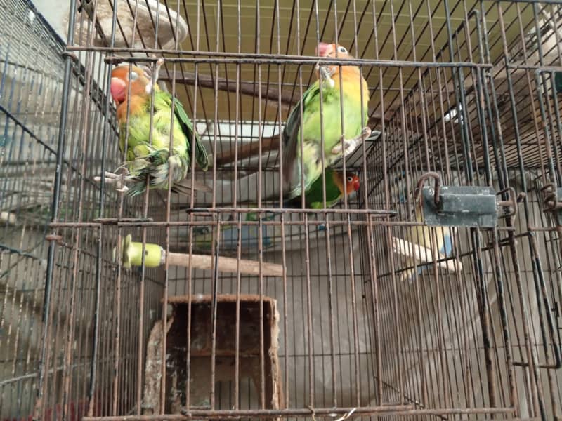 All Birds Setup For Sale 6