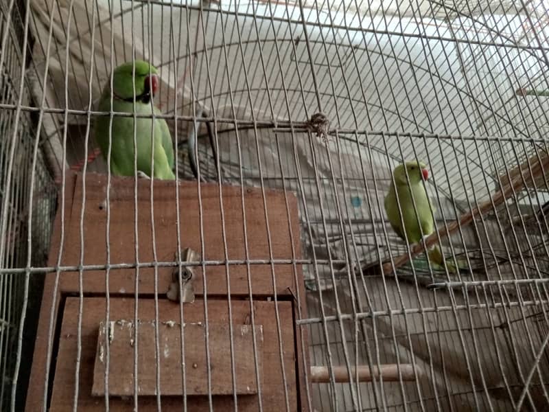 All Birds Setup For Sale 7